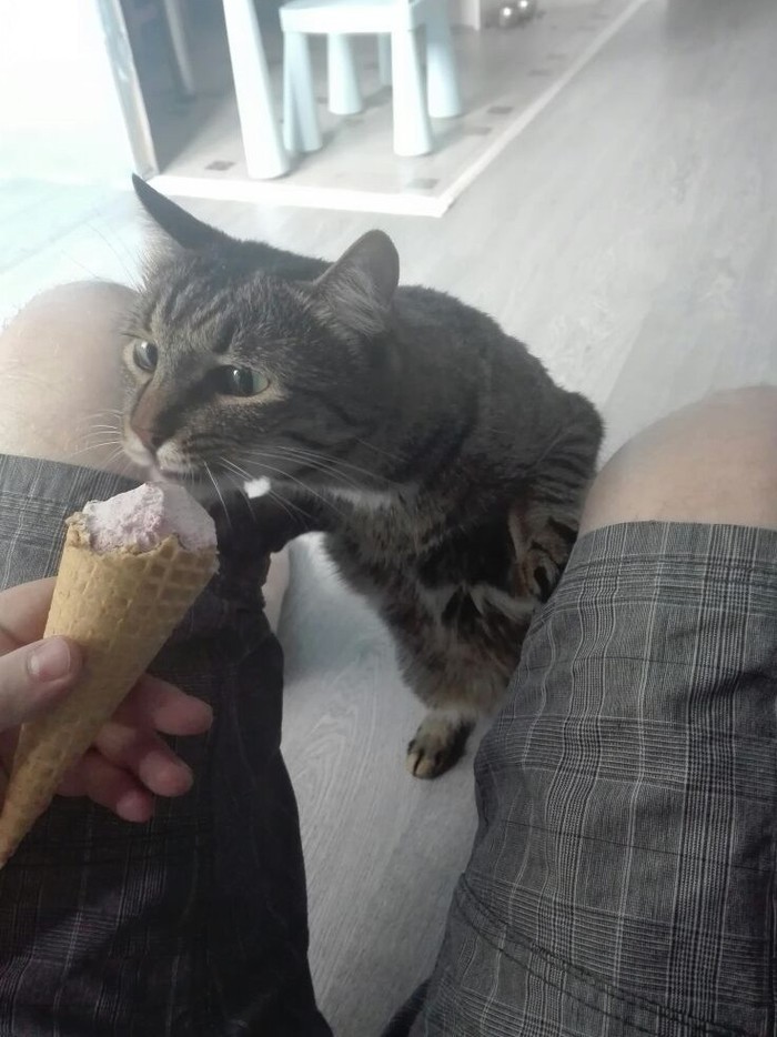 You can't eat ice cream with such a cat - My, cat, Ice cream, Impudence, Pets, Milota, Longpost