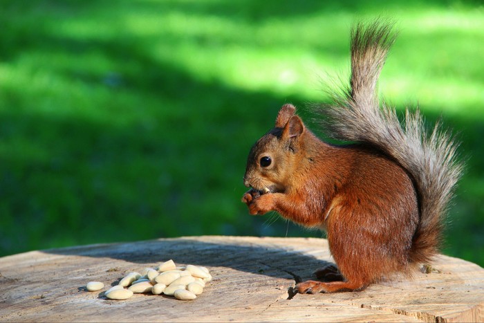 Squirrel - My, The photo, Squirrel