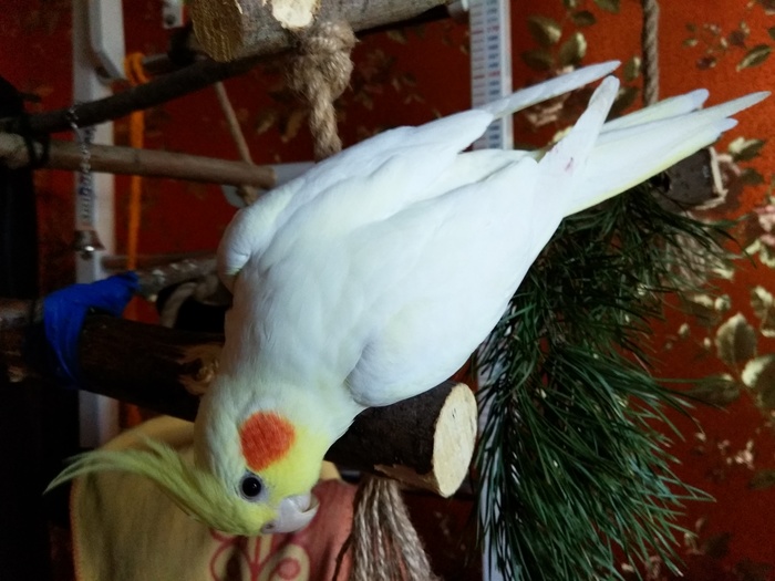 Corella named Pepnya - My, Corella, A parrot, Birds, Pets, Longpost