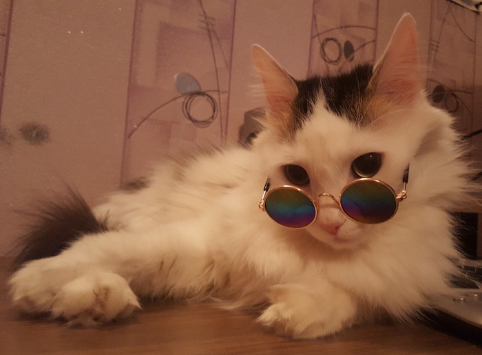 The best investment of 100 rubles! - My, cat, Glasses, Aliexpress sale