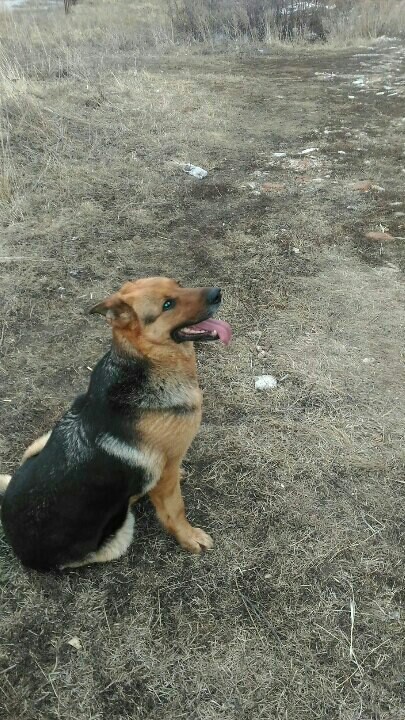 Found a dog, a shepherd. - My, No rating, Dog, Help, Ufa, Longpost