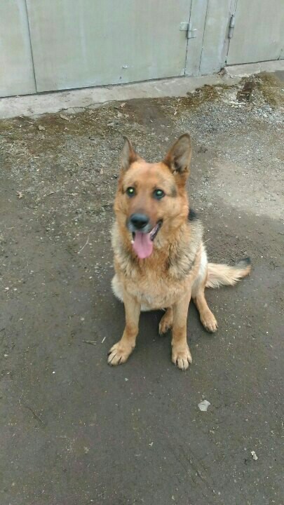 Found a dog, a shepherd. - My, No rating, Dog, Help, Ufa, Longpost