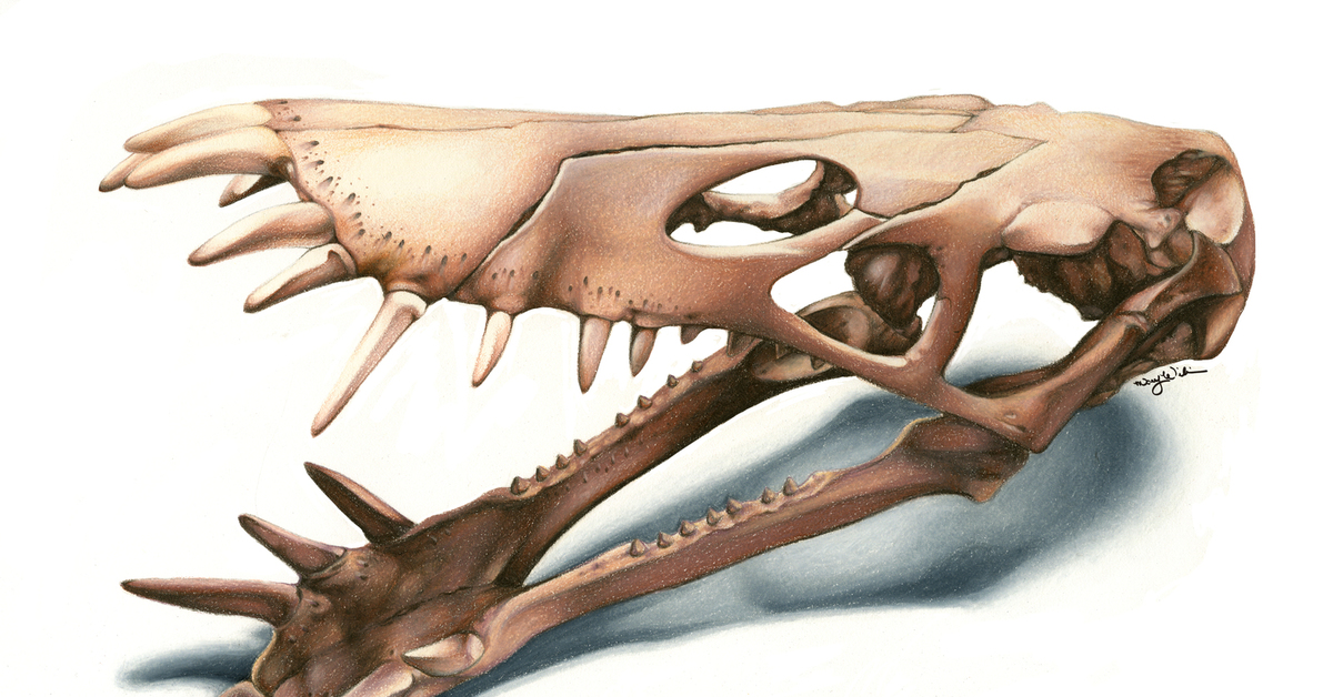 Лапа пала. Череп Птерозавра. Скелет Птерозавра. Спинозавр когти. Dorygnathus Птерозавр.
