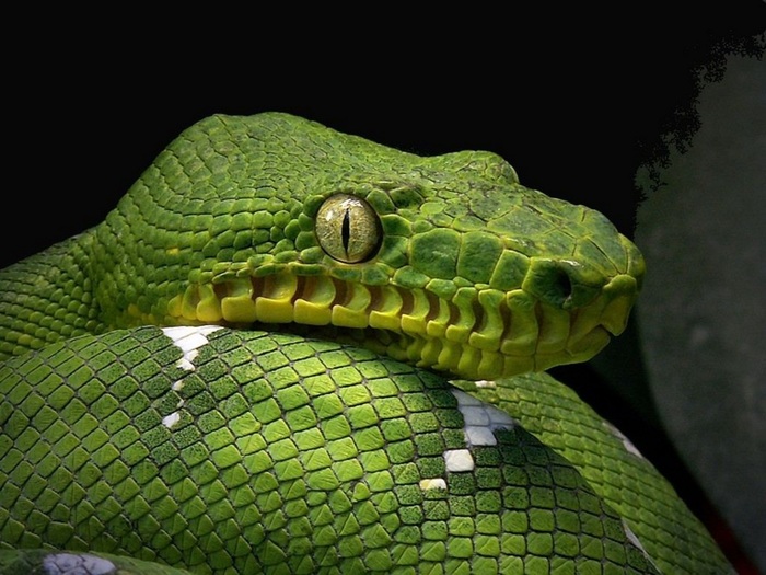 какое зрение у змей