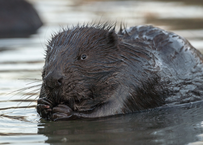 My darling! - The national geographic, The photo, Beavers, Water, Gollum