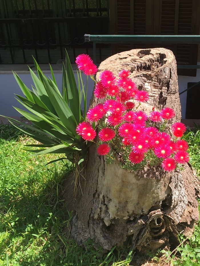 Blooming stump on an April day. - My, The photo, Flowers, Stump, , Spring, Nature, beauty of nature, Athens