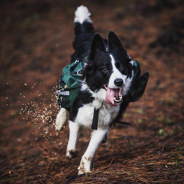 Три собаки со специальными рюкзаками помогают восстанавливать растительность в сгоревших лесах Чили (4 фото) Чили, Собака, бордер-колли, Лес, пожар, длиннопост
