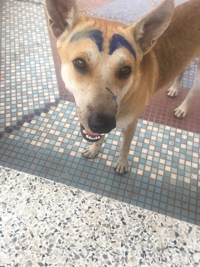 Eyebrow tattoo - Dog, My, Thailand, Tattoo