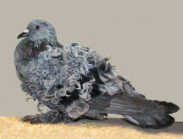 Curly pigeons - Pigeon, Breed, Birds, Unusual, Beautiful, , Internet, Longpost