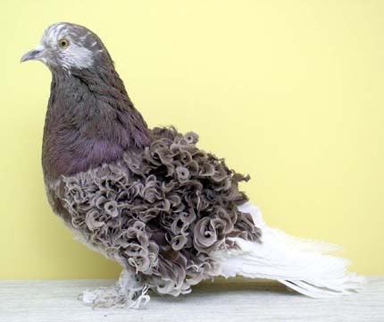 Curly pigeons - Pigeon, Breed, Birds, Unusual, Beautiful, , Internet, Longpost
