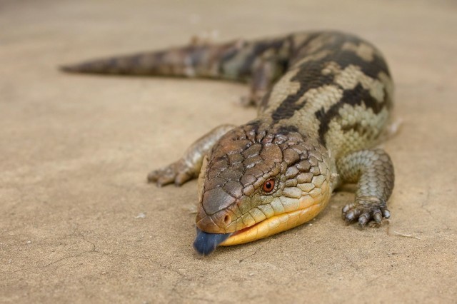 Skink - Lizard, Informative, Reptiles, Skink, The photo, Images, Longpost, Text