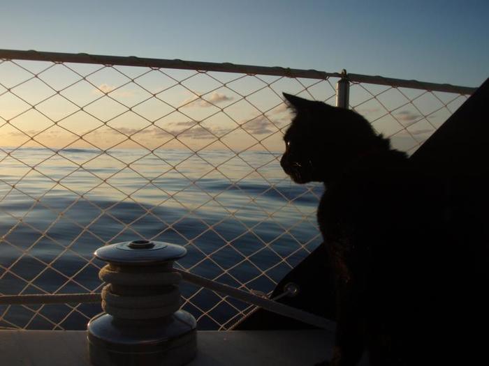 Cats on board the yacht on a long voyage. Part 2 - My, Navigatorpirate, Marine stories, Yacht, , Travels, cat, Longpost, Sergey Morozov