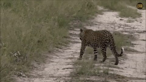 Мама леопард играет с малышами, делая вид, что не видит их :)