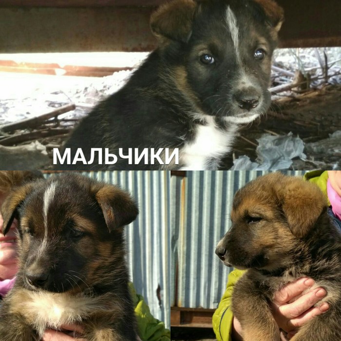 Happiness according to Makarevich... - Puppies, Help, Longpost, Dog