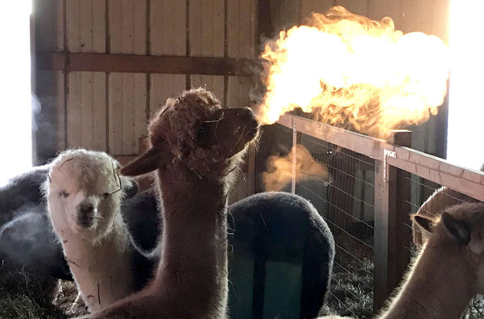 Ya dragon! - Alpaca, Illusion, The photo, Animals, Fire Breath