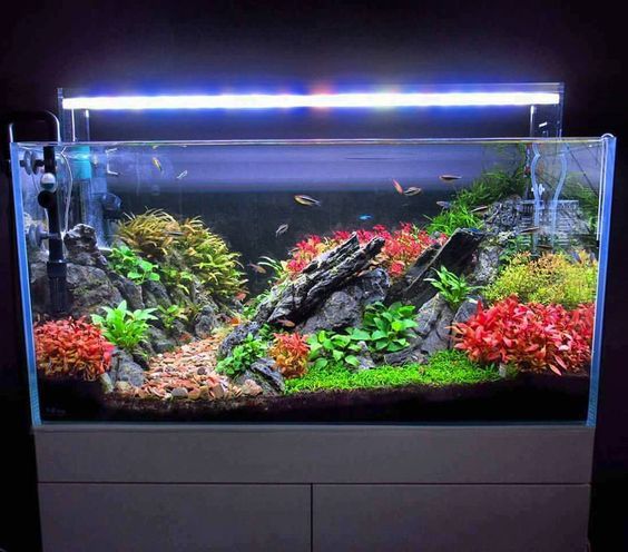 Красивый аквариум