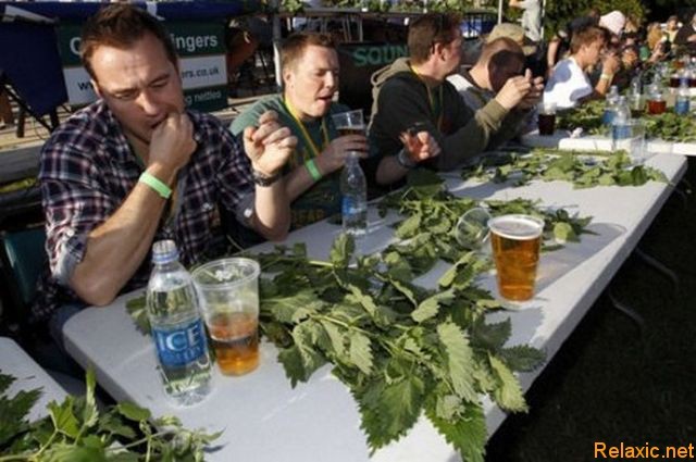 Nettle Eating Championship - Longpost, Oddities, Nettle, Championship, The photo, Freaks