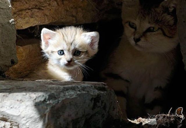 sand cat kitten - The photo, cat, Longpost, Wild animals