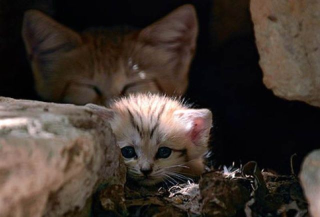 sand cat kitten - cat, The photo, Wild animals, Longpost