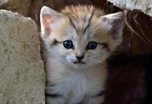 sand cat kitten - cat, The photo, Wild animals, Longpost