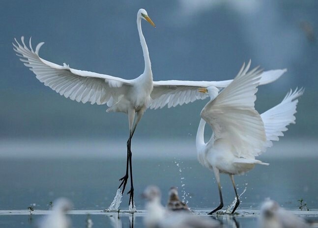 Dances of Love. - Dancing, The photo, Birds