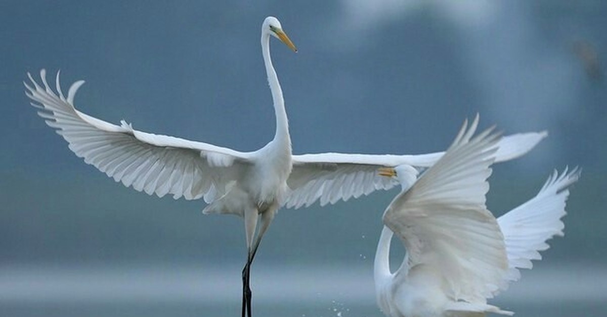 Кыталык стерх. Танец птиц в небе. Изящные птицы танцы. Брачные танцы птиц. Японский журавль хоккайдо.