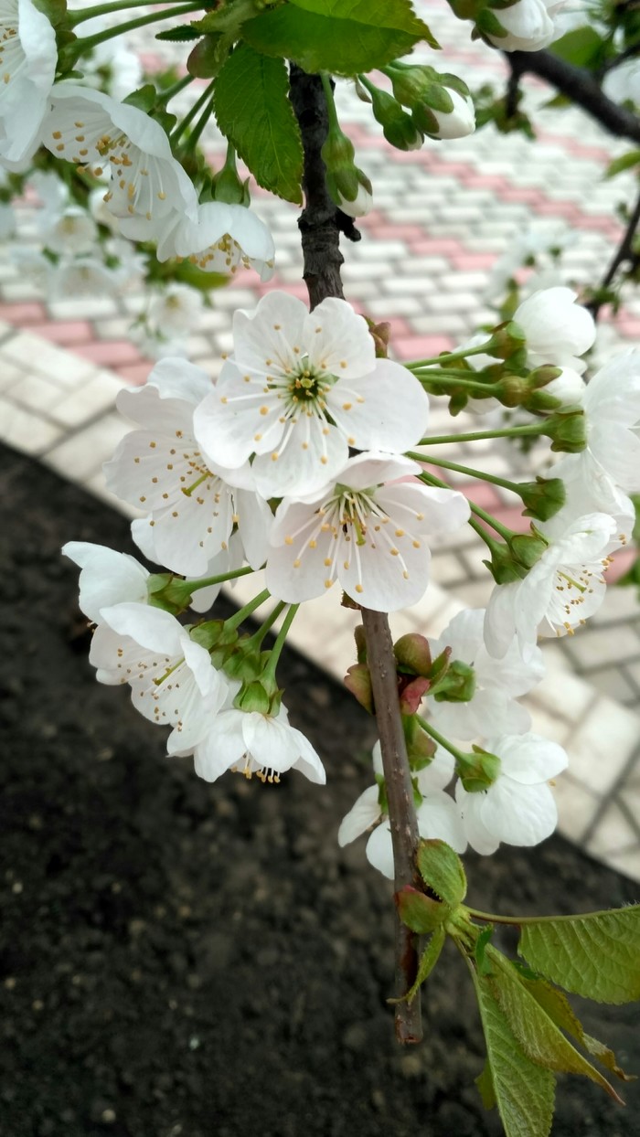 cherry blossoms - Spring, My, Longpost, Cherries