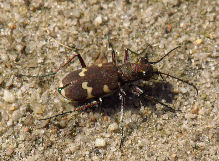 The fastest beetle. - My, Жуки, jumping beetle, Nature, Interesting, Video, Longpost