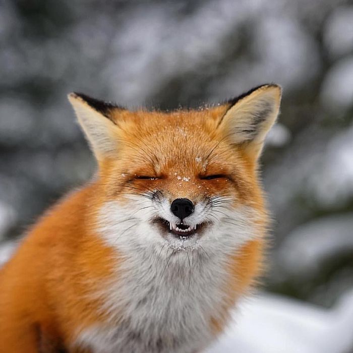 When asked to smile for a photo. - The photo, Animals, Fox