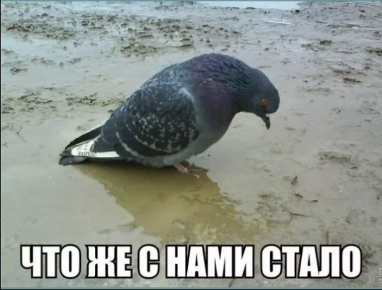 When you don't understand why they don't bring lunch - My, Dinner, Food, Pigeon, Saint Petersburg, Metro, Dismal