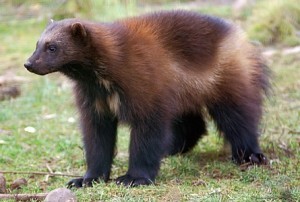 Wolverine - My, Poems, Prilutsky, Fauna, Animals, Zoology, For children, Wolverines
