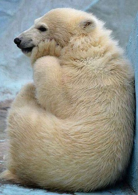 Thoughtful kid. - The photo, The Bears, Polar bear, Young, Pensiveness, wildlife, Wild animals