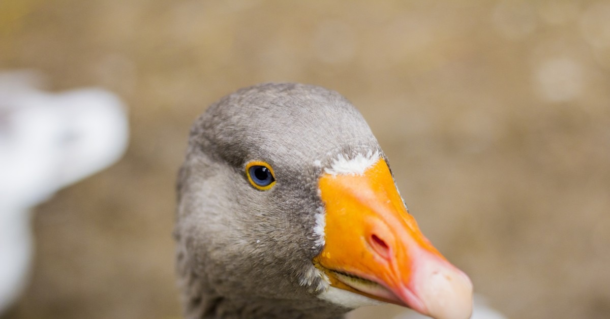 Goose photo. Серый Гусь клюв. Гуси львиная голова. Голова гуся. Гусь с черным клювом.