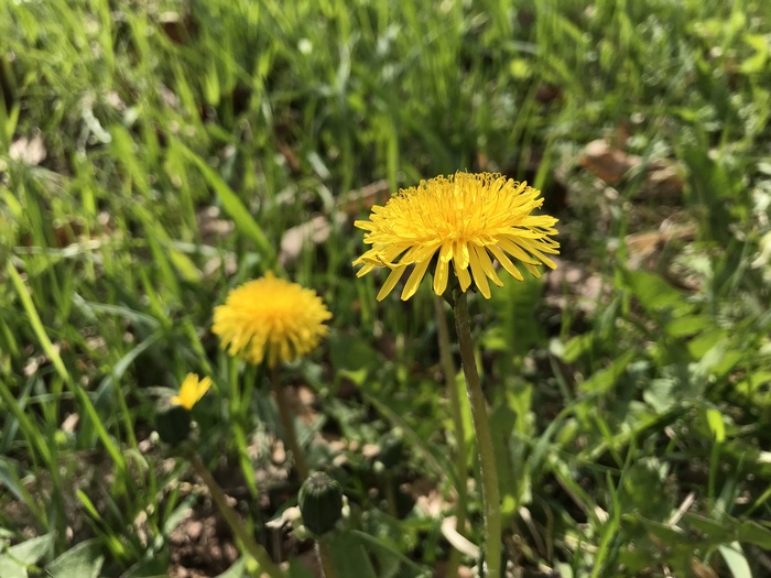 A little green. - My, Iphone 7 plus, Obninsk, Nature, Flowers, Butterfly, Longpost