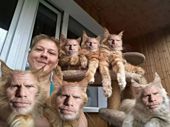 strong independent woman - cat, Joyreactor, Maine Coon, Ron Perlman