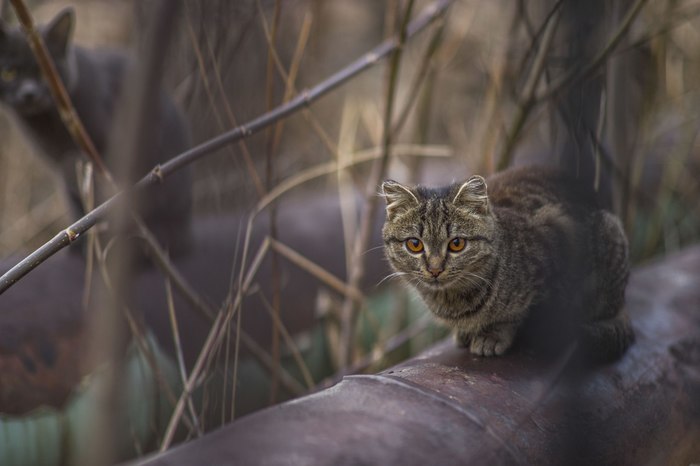 ebony cats - cat, Catomafia, Nyasha, Milota, Fluffy, Animals, The photo, Longpost