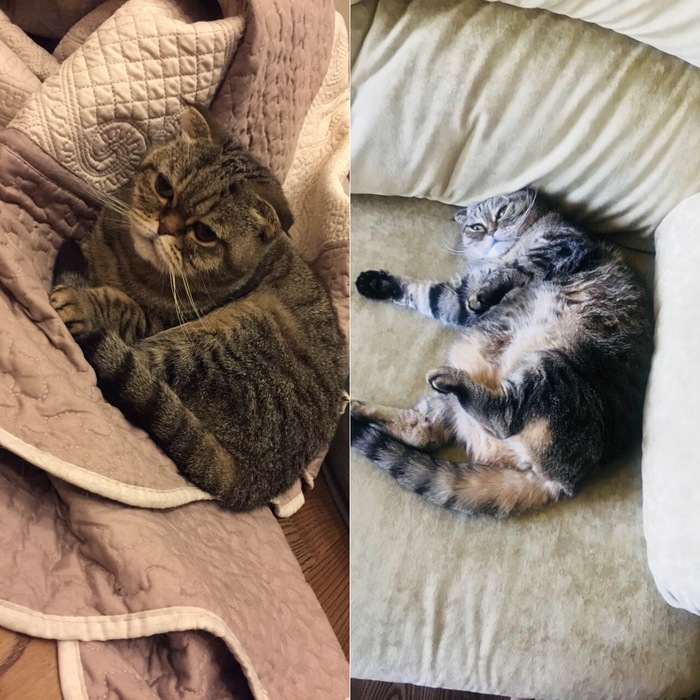 Before after - My, My, cat, After some time, To eat, It Was-It Was, Food
