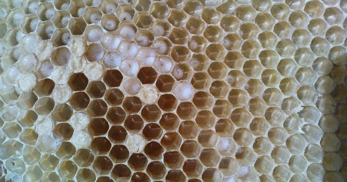 How bees reproduce - My, Honey, Bees, Reproduction, Roy, Video, Longpost