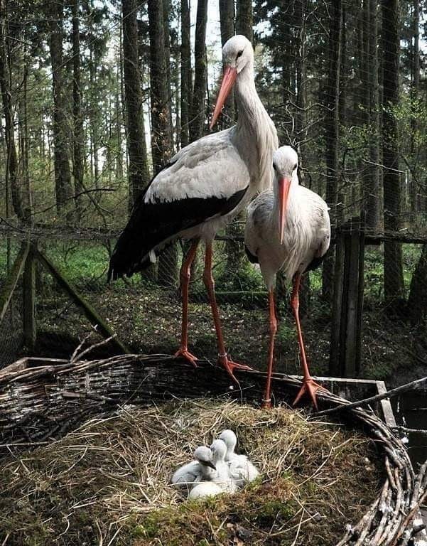 Family - Stork, Nest, Family