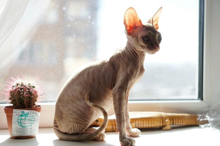 Photogenic Sphynx - cat, sphinx cat, Sphinx, Longpost