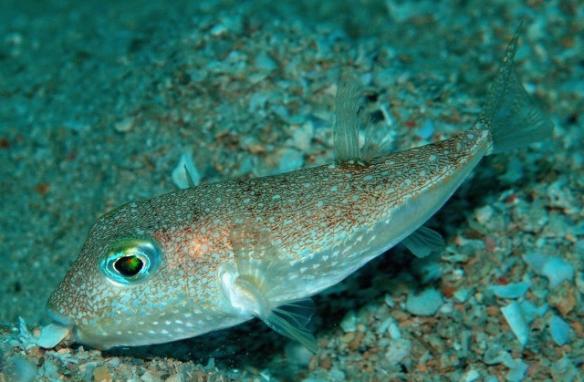 Architect fish (white-spotted pufferfish) making patterns on the seabed - , Pufferfish, Nature, Longpost