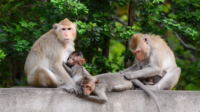 Thai macaques - Thailand, My, Revenge, Monkey