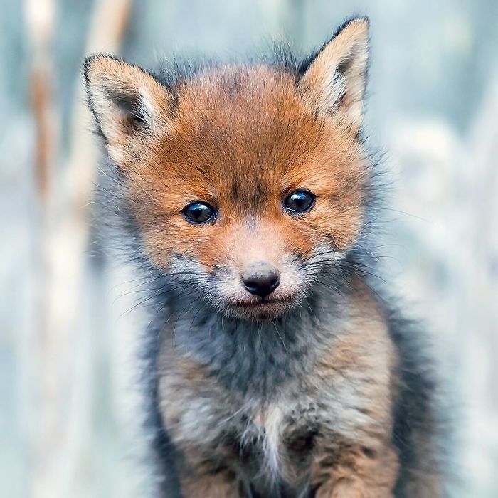 Foxes and foxes in all their glory! - Fox, The photo, Longpost, Animals, Fox cubs