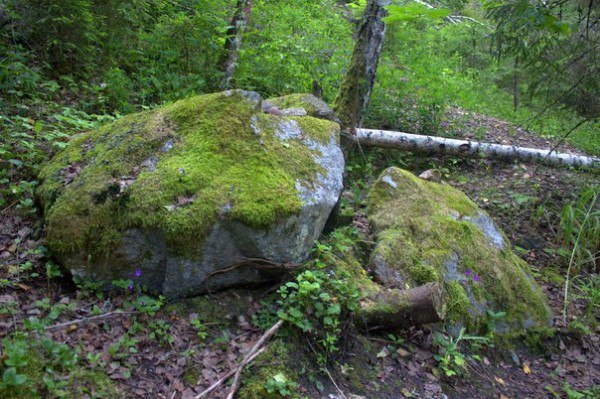 Let's protect the forests of the Moscow region! - Forest, Ecological catastrophy, , Greenpeace, Longpost