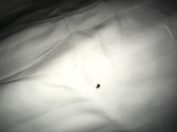 Surprises at the Cosmos Hotel - My, Cosmos Hotel, Moscow, Longpost, Bedbugs