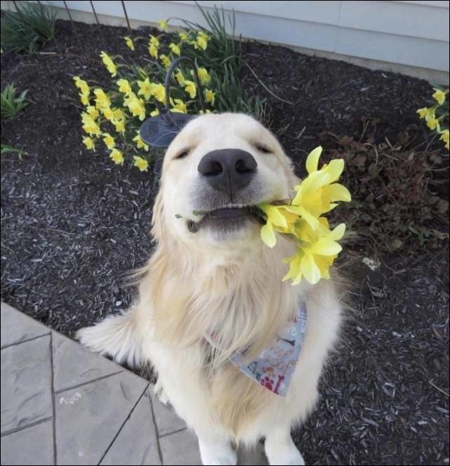 This is for you! - Dog, Flowers, From the network