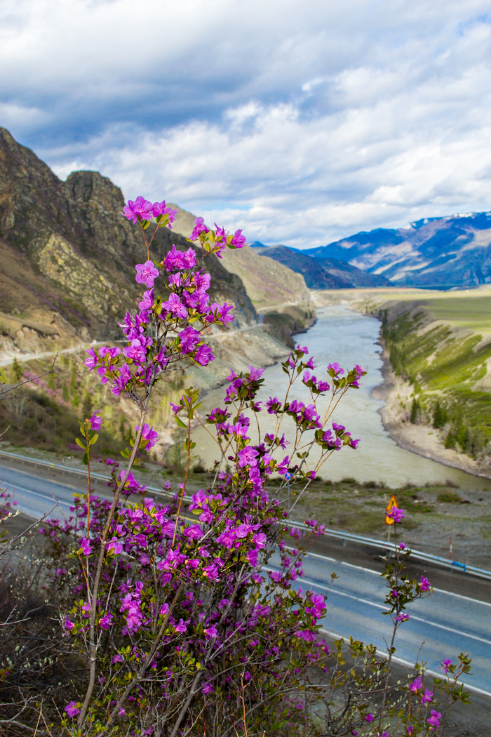 Flowering maral. Mountain Altai. - My, , Maralnik, Mountain Altai, Chuisky tract, Nature, , Longpost, Altai Republic