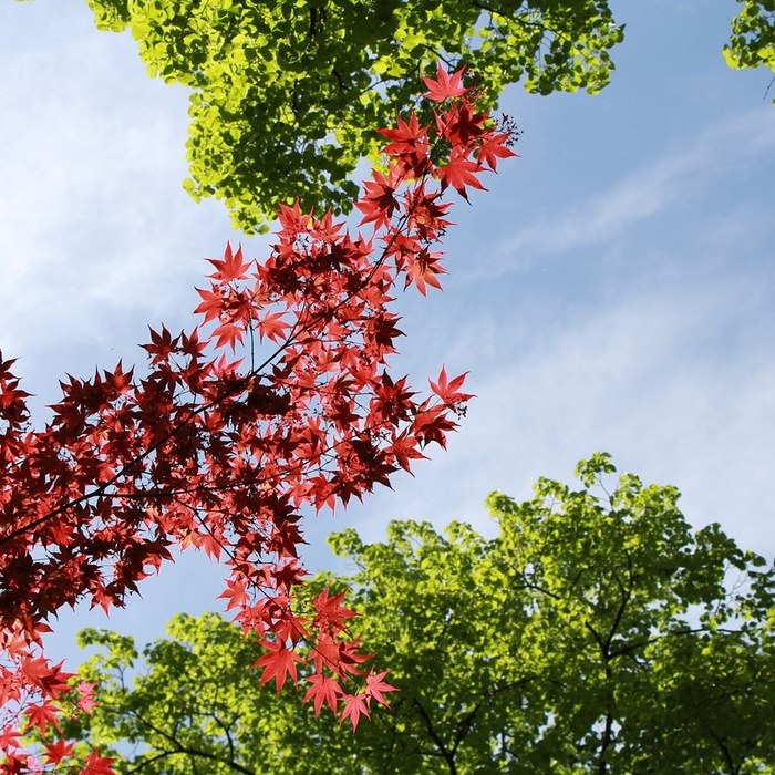 City in red and green colors - Longpost, Maple, Munich, Spring, My, Nature, The photo