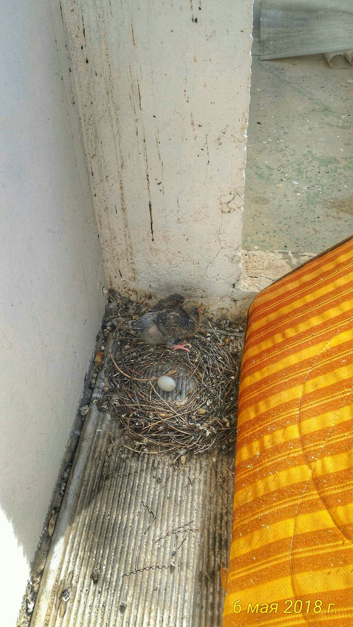 sudden dove - Pigeon, Balcony, Surprise, Chick, Suddenly, Longpost