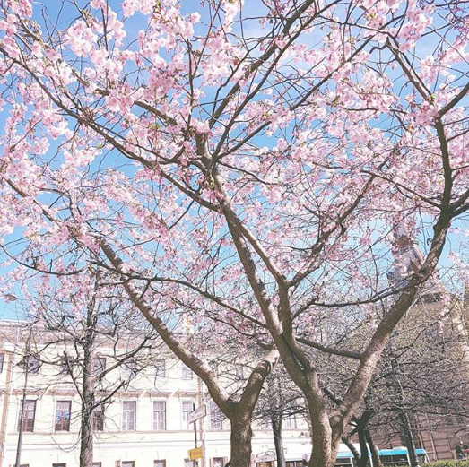 Cherry blossoms in Petersburg - Saint Petersburg, Spring, Sakura, , Longpost